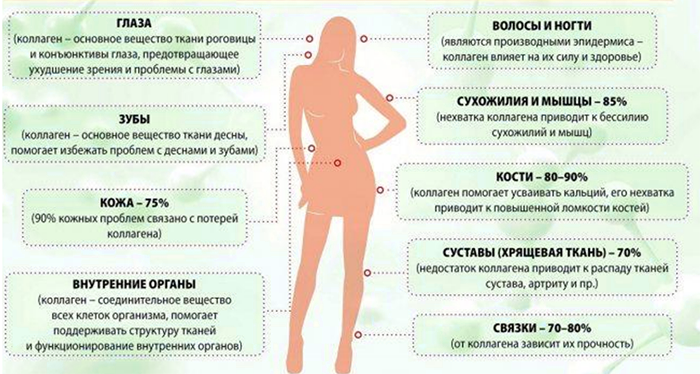 Функции коллагена в организме